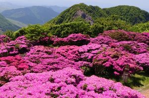 (C)別府ロープウェイ　鶴見岳頂上付近の遊歩道では、ピンクのミヤマキリシマに埋もれて（由布岳方面）