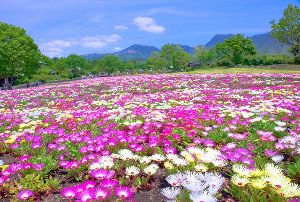 くじゅう花公園