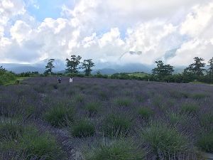 くじゅう花公園