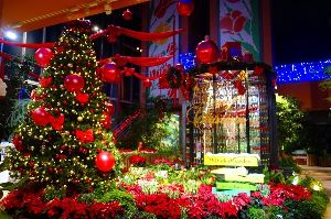 季節展示「冬の庭」クリスマス画像