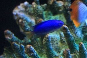 下田海中水族館