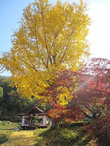 池田町観光協会