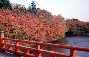 【紅葉・見ごろ】高岡古城公園画像