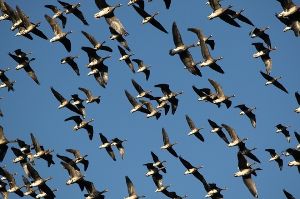 ガンの飛び立ちを見よう！画像