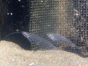 下田海中水族館