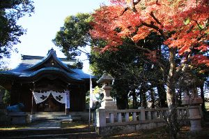 【紅葉・見ごろ】江沼神社画像