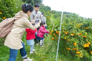 観音山フルーツガーデン　みかん狩り