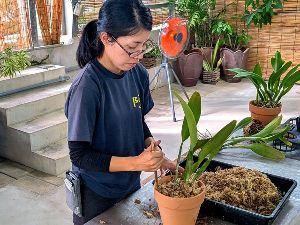 カトレヤ植替え体験画像