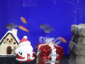 下田海中水族館