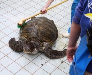 下田海中水族館
