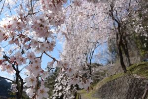 カマンツの桜（釜津橋周辺）