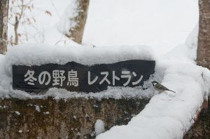 冬の野鳥レストラン画像