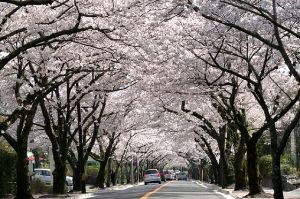 一般社団法人伊東観光協会