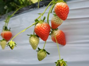 (C)竹田市観光ツーリズム協会