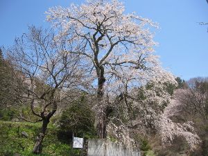 池田町観光協会