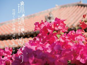 琉球花めぐり画像