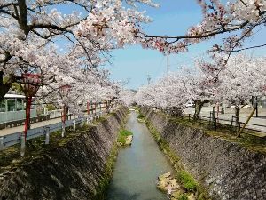 【桜・見ごろ】熊坂川河畔画像