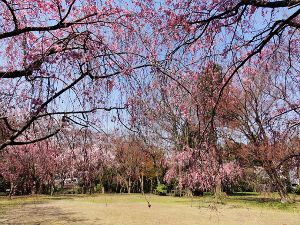 【桜・見ごろ】大堰宮公園画像