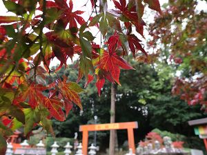 安倍文殊院　秋のお茶会画像