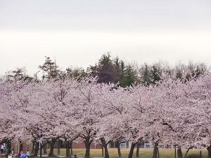 【桜・見ごろ】加賀市中央公園画像