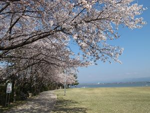 【桜・見ごろ】柴山潟湖畔公園画像