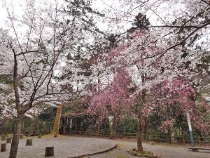 【桜・見ごろ】鶴仙渓桜公園画像
