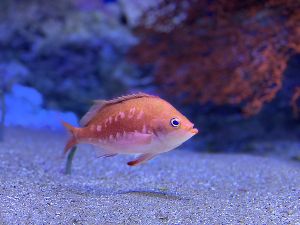 下田海中水族館