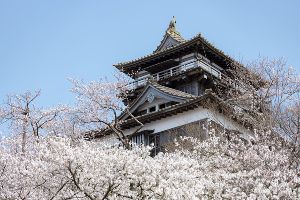 【桜・見ごろ】丸岡城、霞ヶ城公園画像
