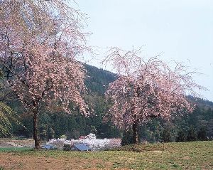 【桜・見ごろ】朝倉氏遺跡の糸桜画像