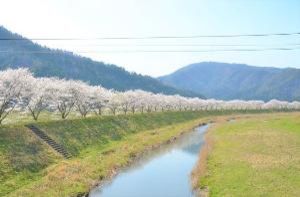 【桜・見ごろ】名田庄　南川堤防桜並木画像