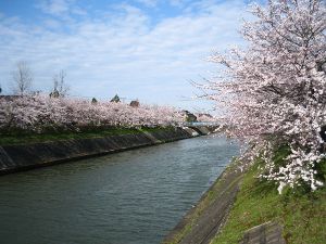 【桜・見ごろ】下条川千本桜画像