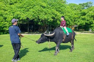 期間限定　水牛背乗り体験画像