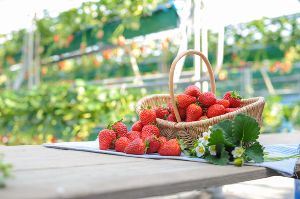 農園紀の国　いちご狩り