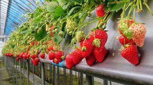 イチゴランドカプリ（山本農園） いちご狩り