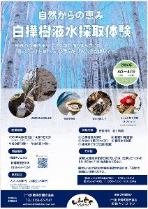 白樺樹液水採取体験画像