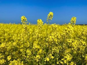 豊後高田市観光協会