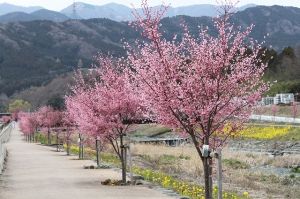 （C）秦野市観光協会