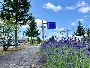 第2回旭川と美瑛・富良野を巡るラベンダー街道ウルトラウォーキング2026画像