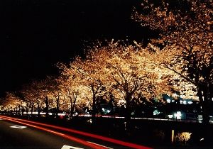 秦野市観光協会　 カルチャーパーク前水無川沿いの桜のライトアップの過去の様子