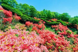 広尾つつじまつり画像