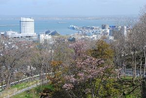 【桜・見ごろ】稚内公園画像