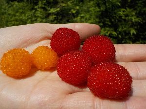 カラフルな野イチゴ