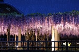 ライトアップの様子