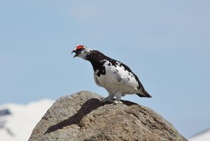 特別展「ライチョウ ―天空の鳥－」画像