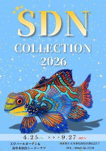 SDNコレクション2026