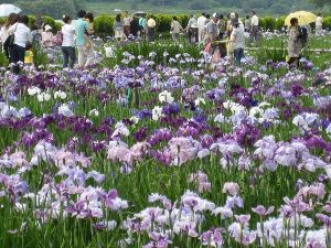 あわら北潟湖畔花菖蒲まつり画像