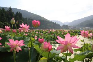 第34回はすまつり画像