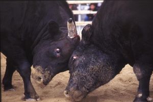 定期闘牛大会「正月場所」 定期闘牛大会「正月場所」