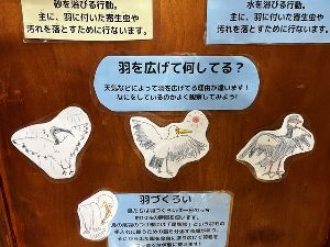 愛鳥週間2026　特別展示画像
