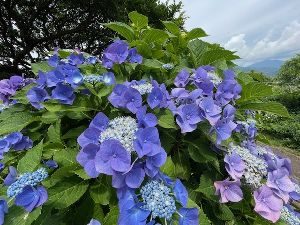 秦野市観光協会